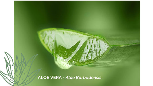 Entdecke, warum Aloe Vera Gel in deiner Hautpflege nicht fehlen sollte?